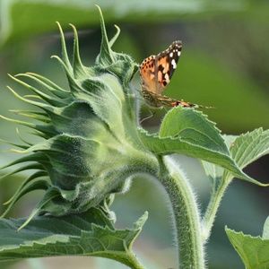 Meet your Posher, Sayra